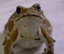 Piyo the Frog logo